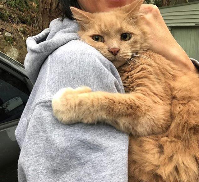 Hugging Cats